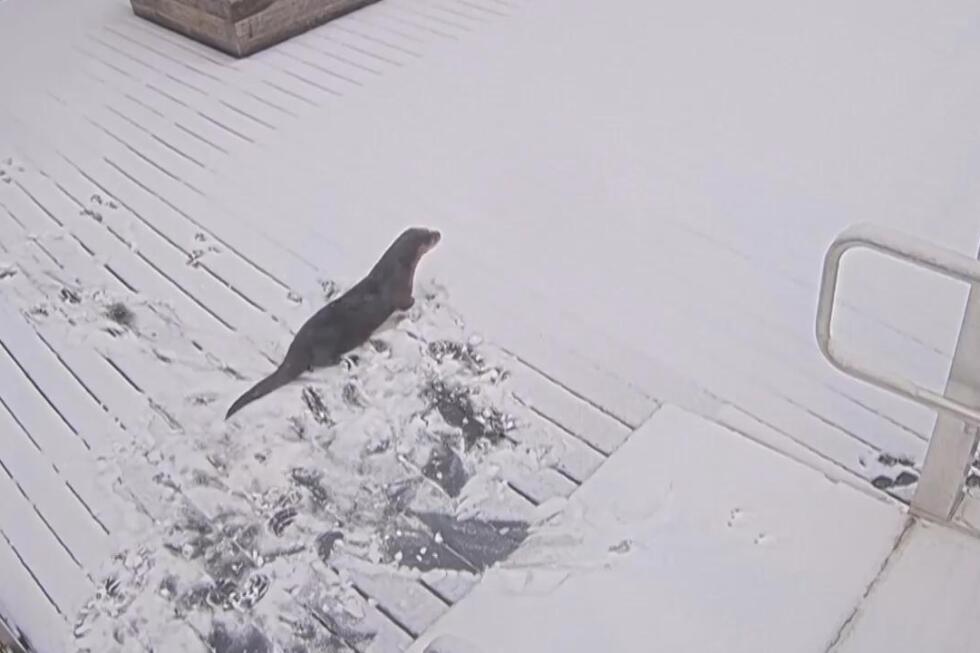 A pair of otters got an early start to enjoying a snow day in Maryland. Security cameras captured the fun at 7 a.m. at B